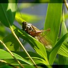 Flip im Garten