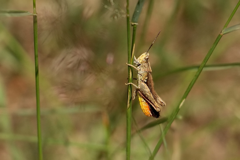 Flip im tiefen Gras