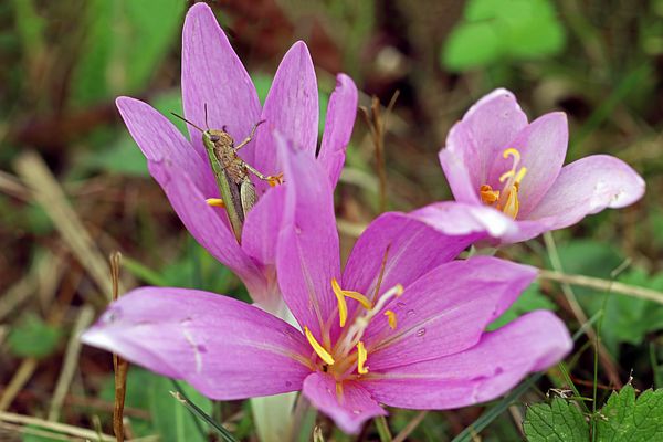 Flip in der Herbstzeitlose