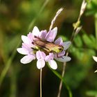 Flip in seinem Blumenbett