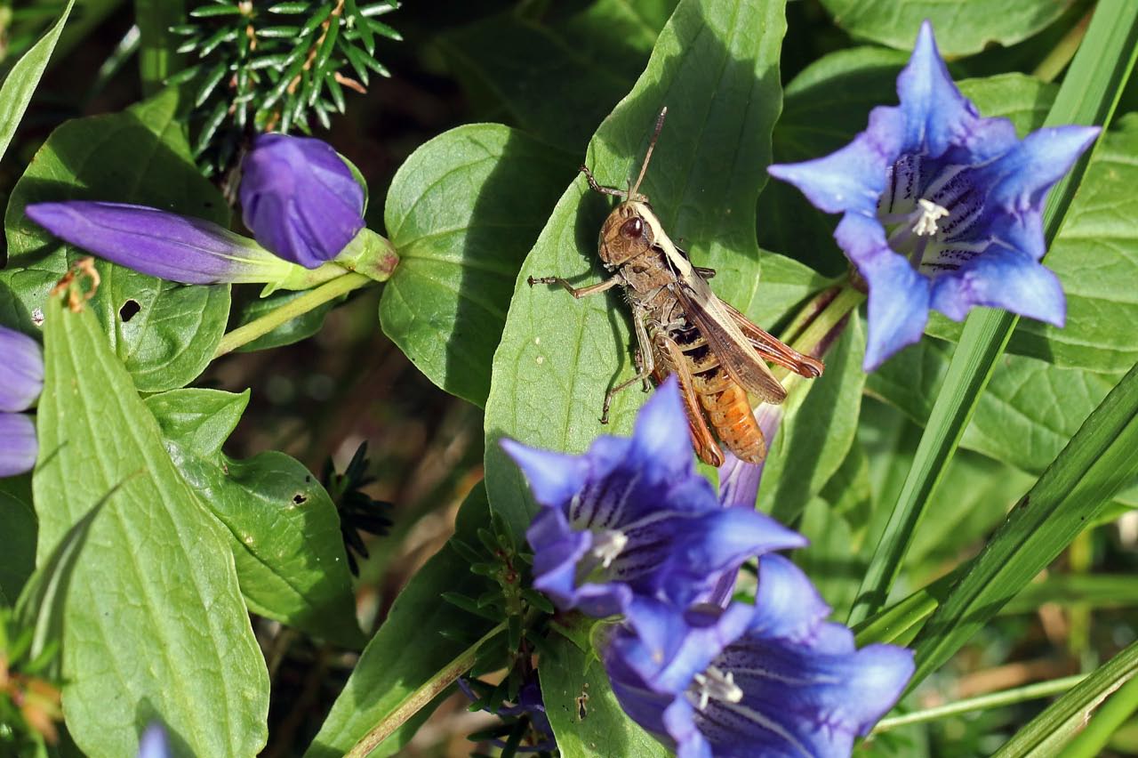 Flip inmitten Enzianblüten