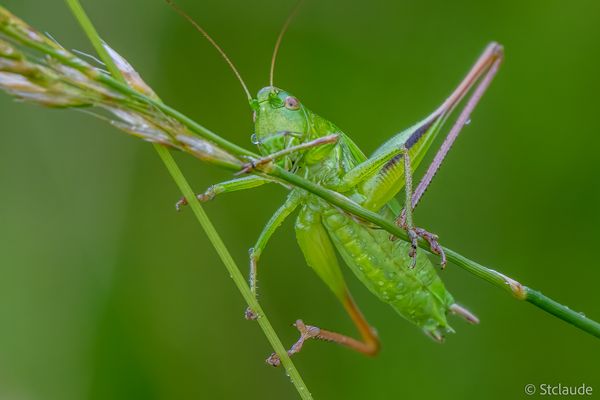 _ Flip ist wieder da