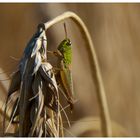 Flip on corn