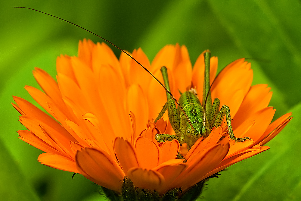 Flip on Flower