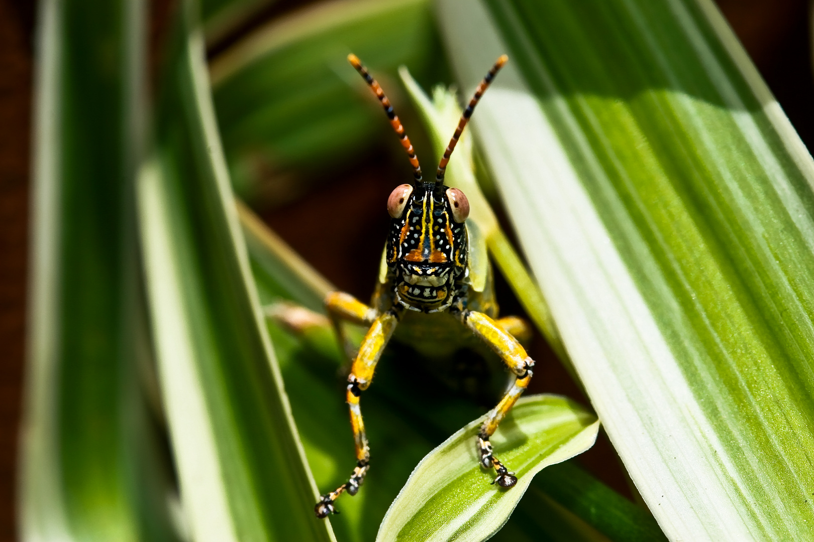 Flip the smiling Grasshopper