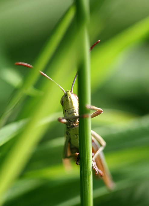 Flip wollte sich verstecken...