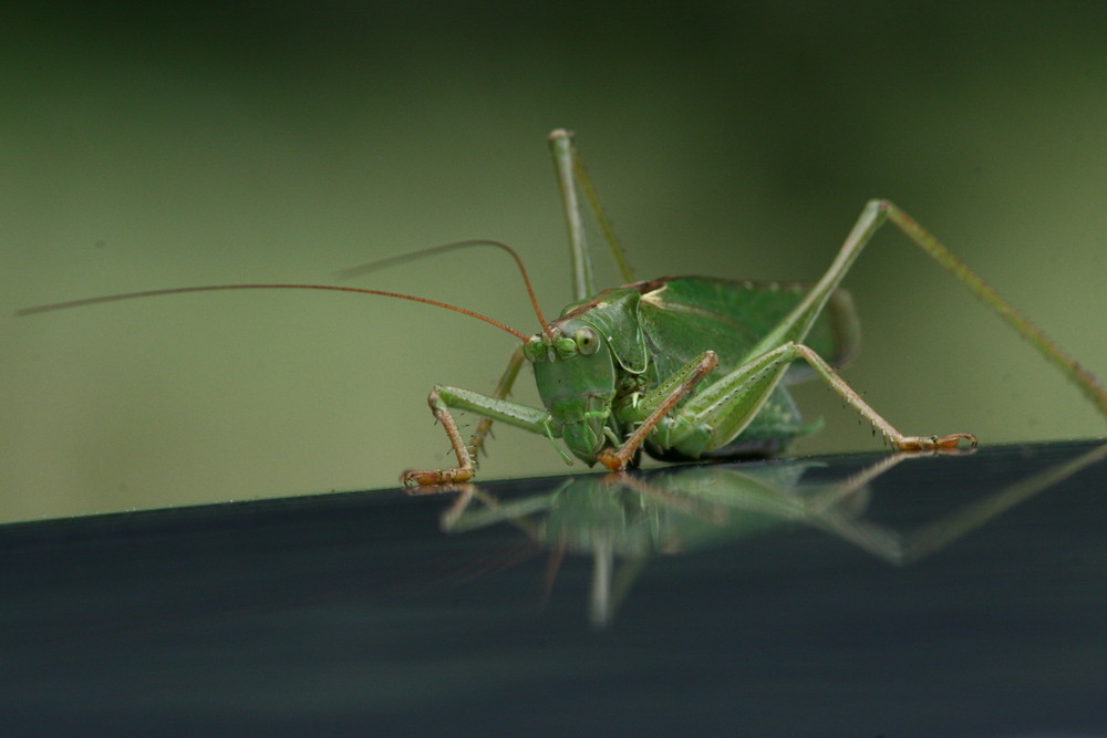 Flip zu Besuch