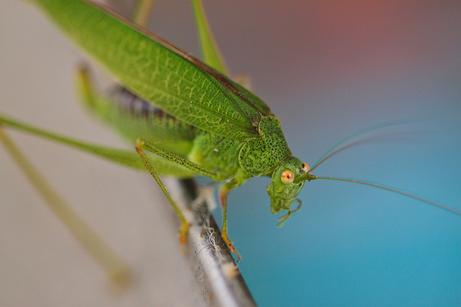 Flip zu Besuch