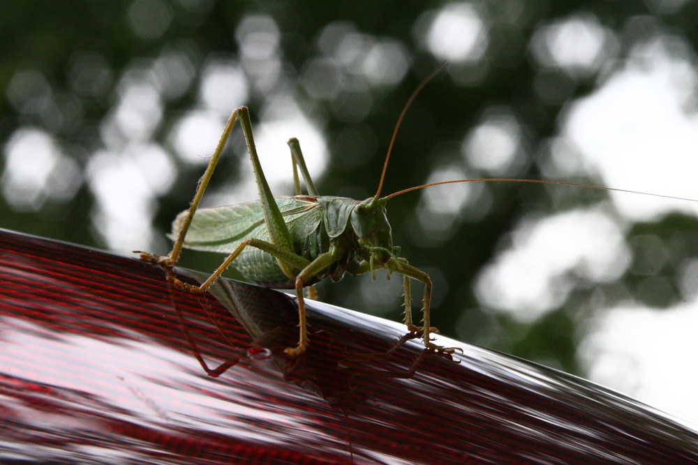 Flip zu Besuch II