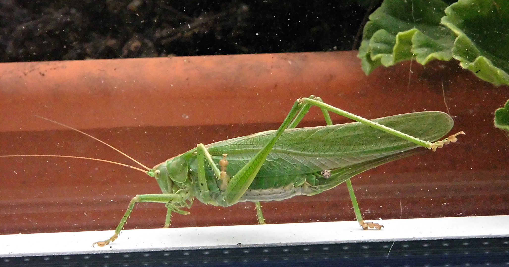 Flipp an der Fensterscheibe 