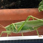 Flipp an der Fensterscheibe 