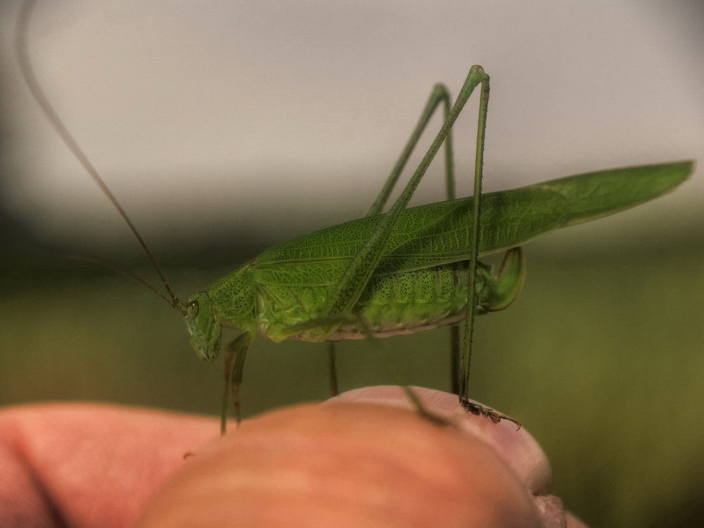 Flipp auf Besuch