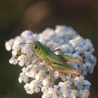 Flipp, der Grashüpfer