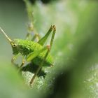 Flipp entdeckt im Wald...oder doch Verwandschaft von Ihm?