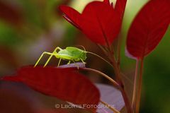 FLIPP im Garten