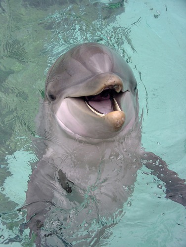 Flipper