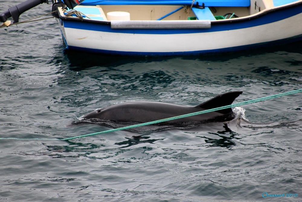 FLIPPER AU PORT DU STIFF (OUESSANT)