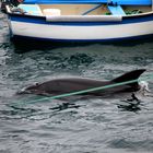 FLIPPER AU PORT DU STIFF (OUESSANT)