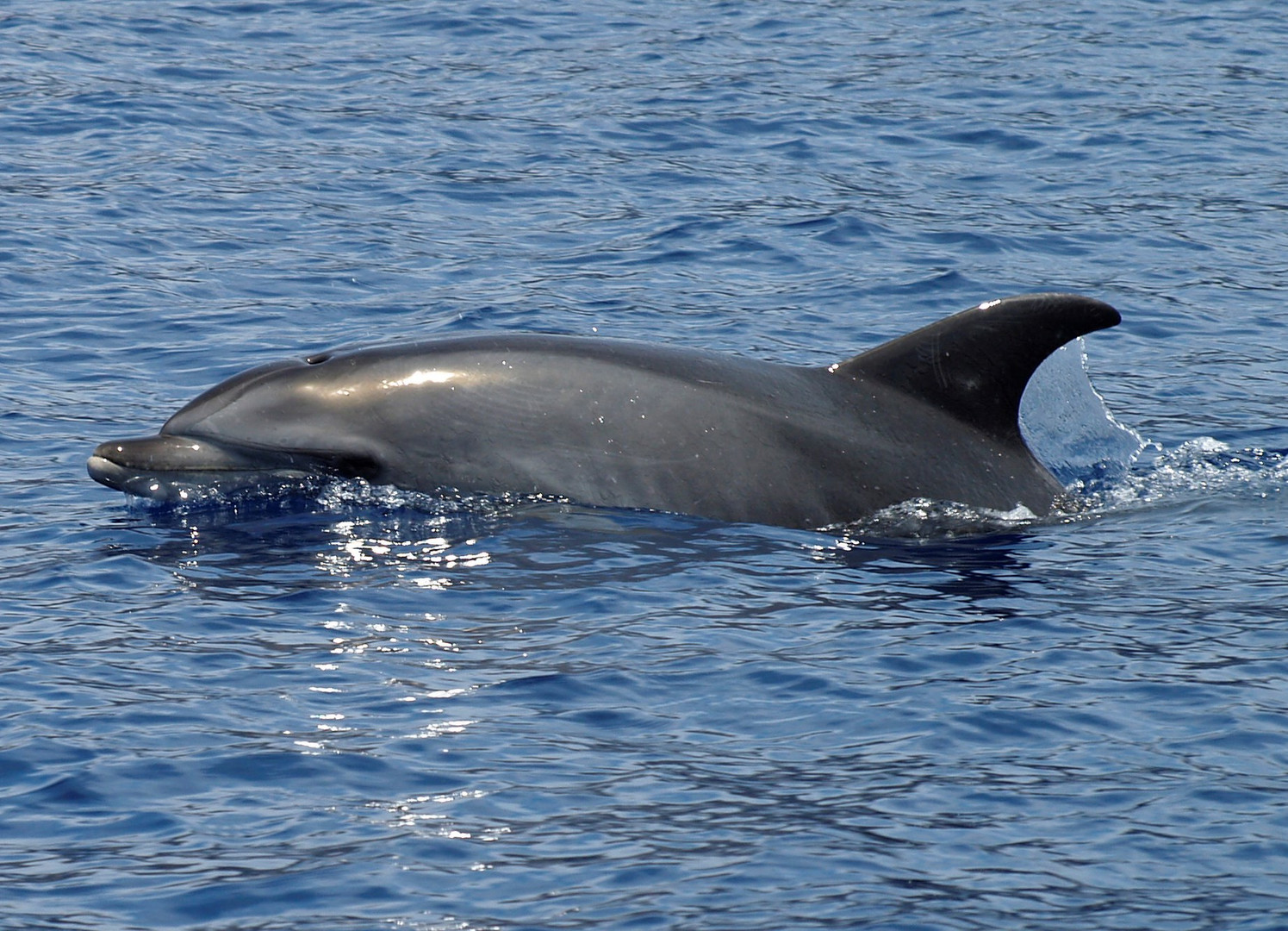 Flipper is watching you