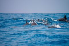 Flipper mit seinen Freunden