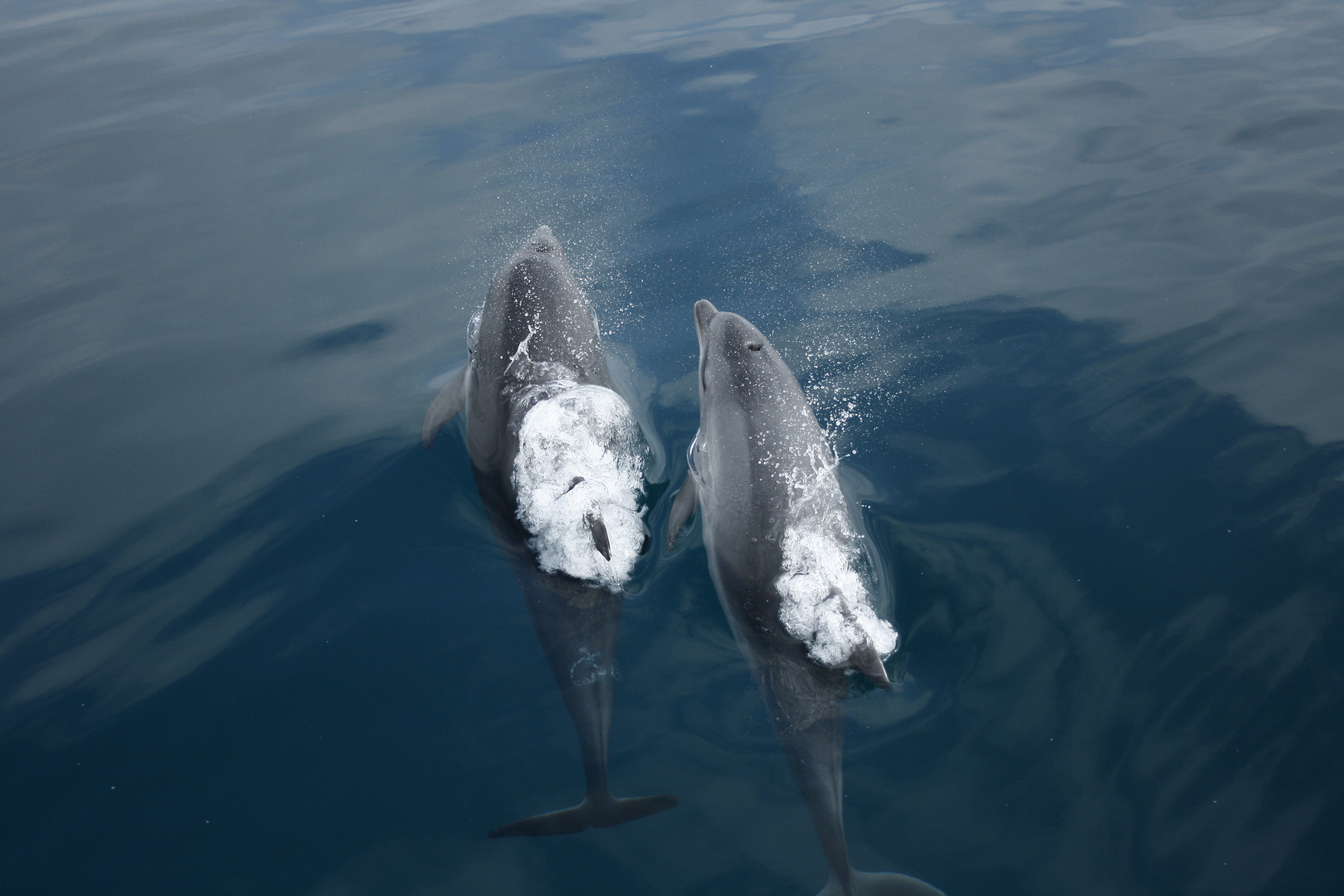 Flipper und Co