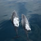 Flipper und Co