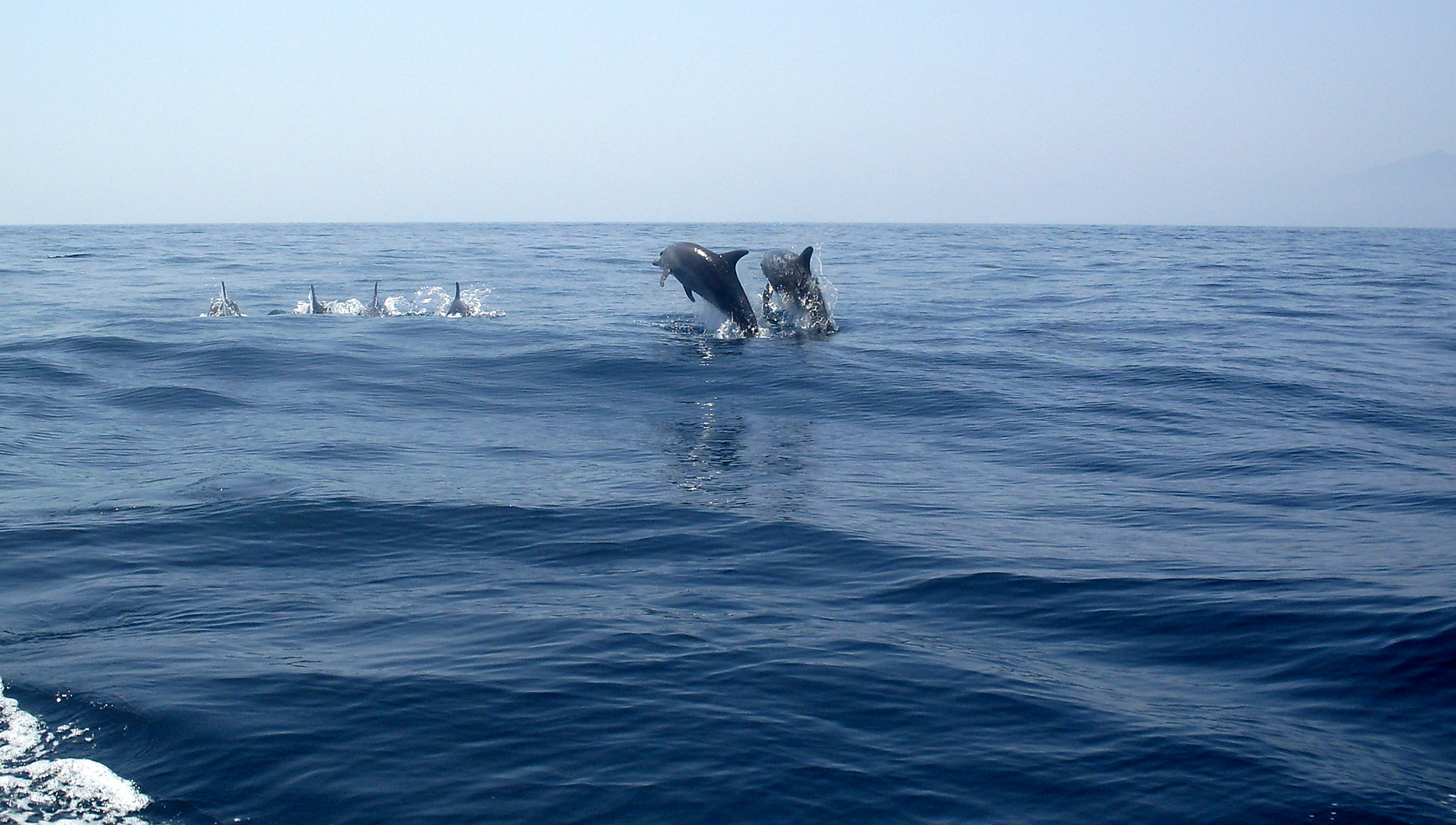 Flipper und seine Freunde 1