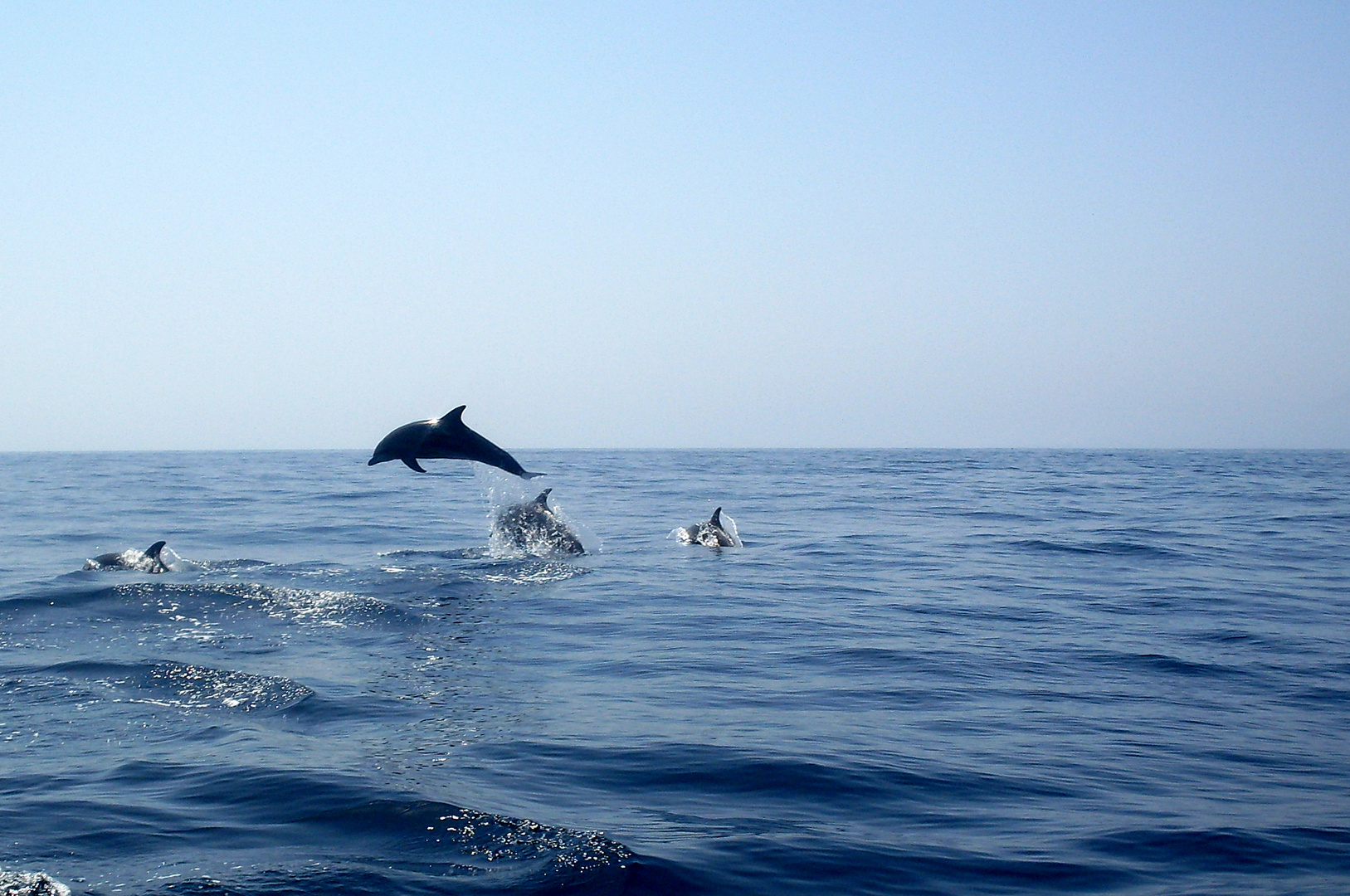 Flipper und seine Freunde 2