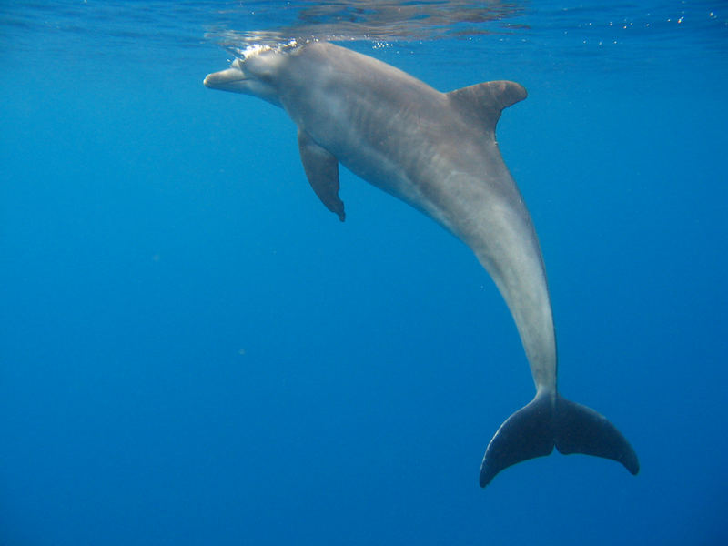 Flipper...Rotes Meer