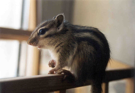 Flipsy, unser Streifenhörnchen