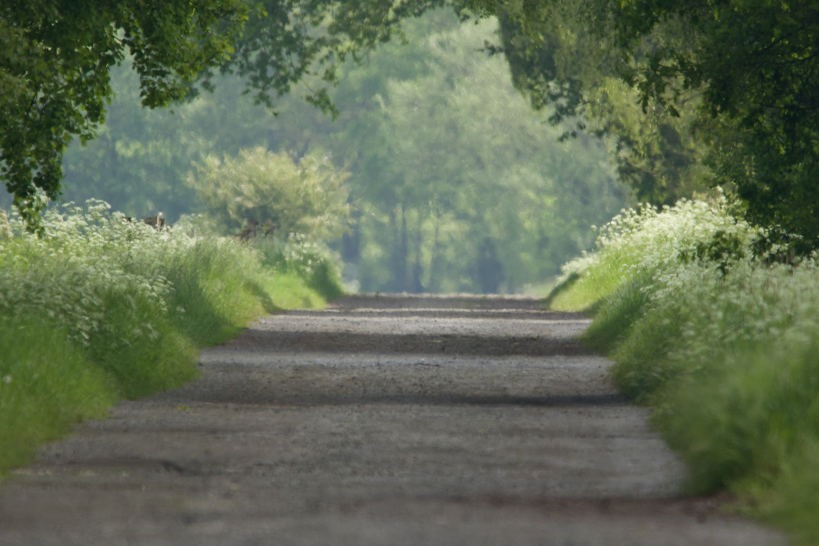 Flirrende Luft in meinem Heiderevier - Summertime........