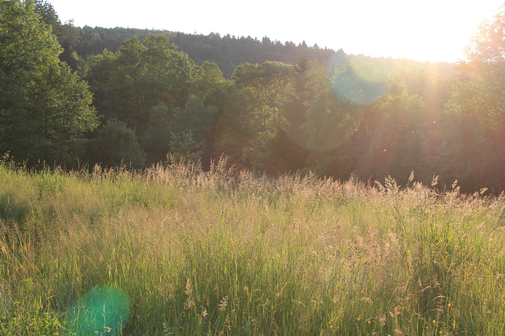 flirrende Sommerwiesenruhe