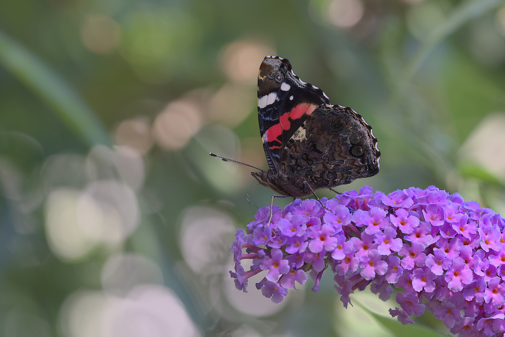 Flirrender Sommerabend