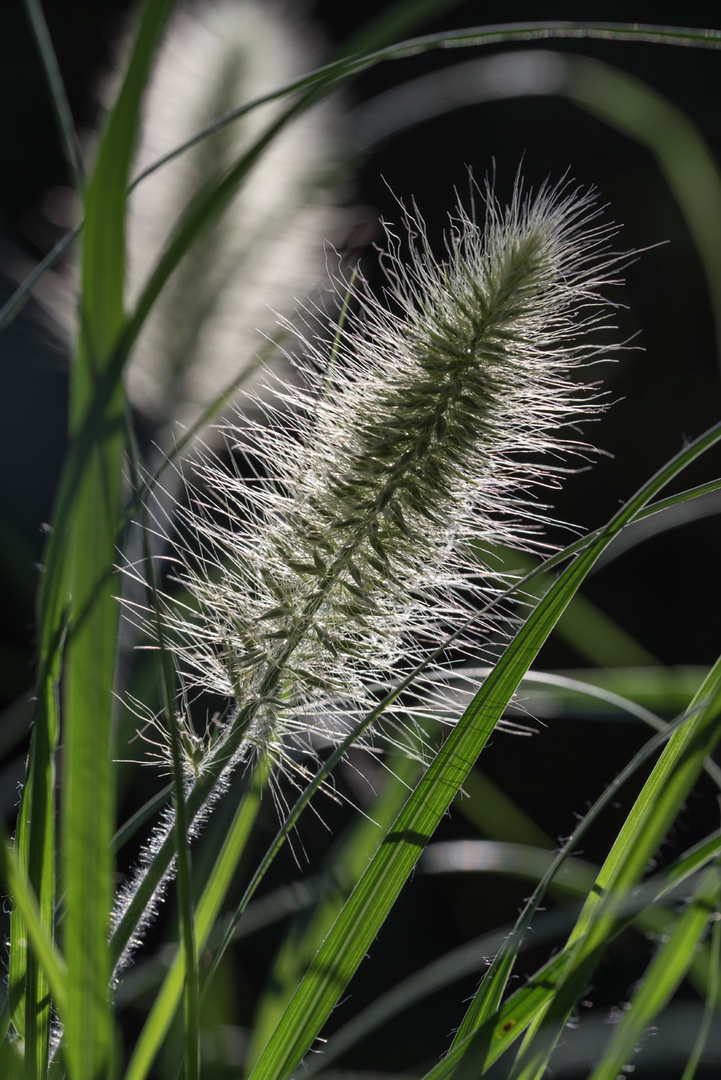 Flirrendes Sommer Lampenputzergras