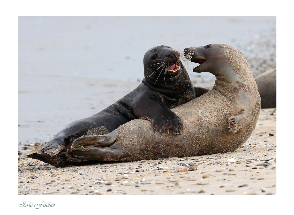 Flirt am Strand....