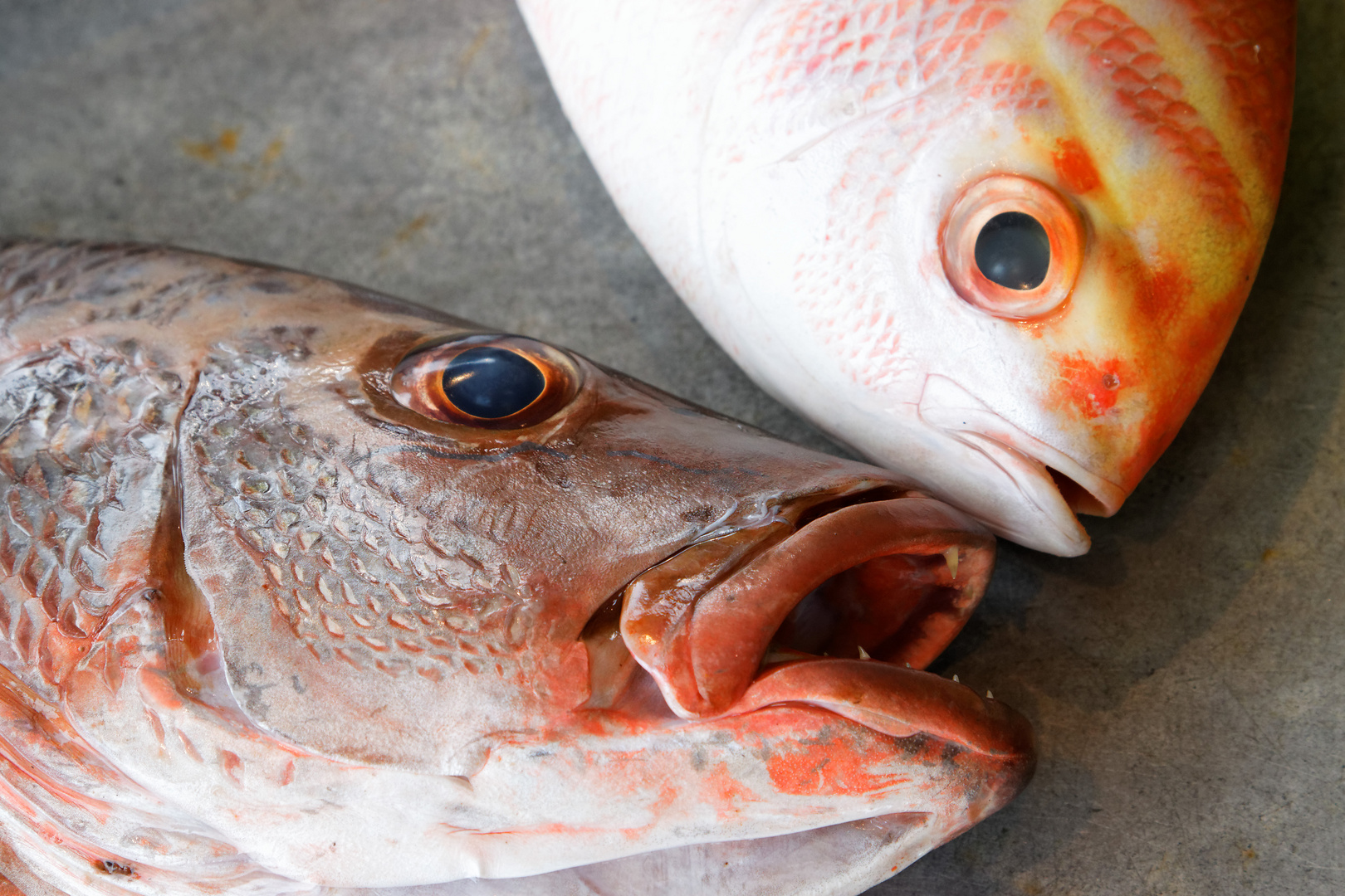 Flirt auf dem Fischmarkt