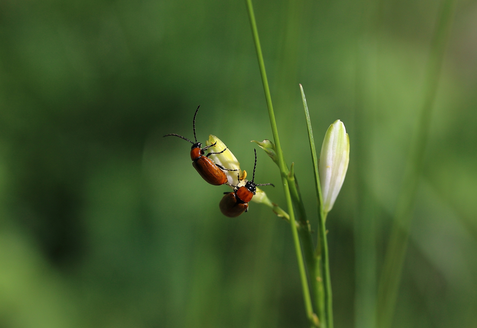 Flirt in der Wildwiese