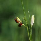 Flirt in der Wildwiese