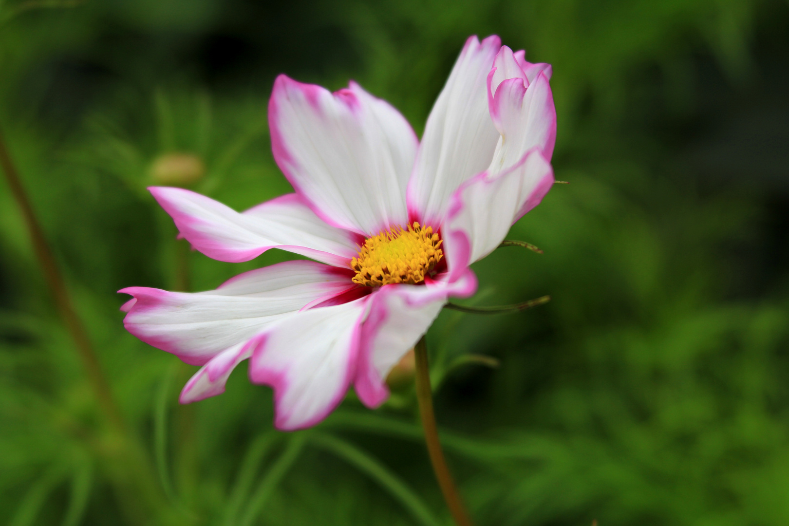 Flirt mit dem Wind