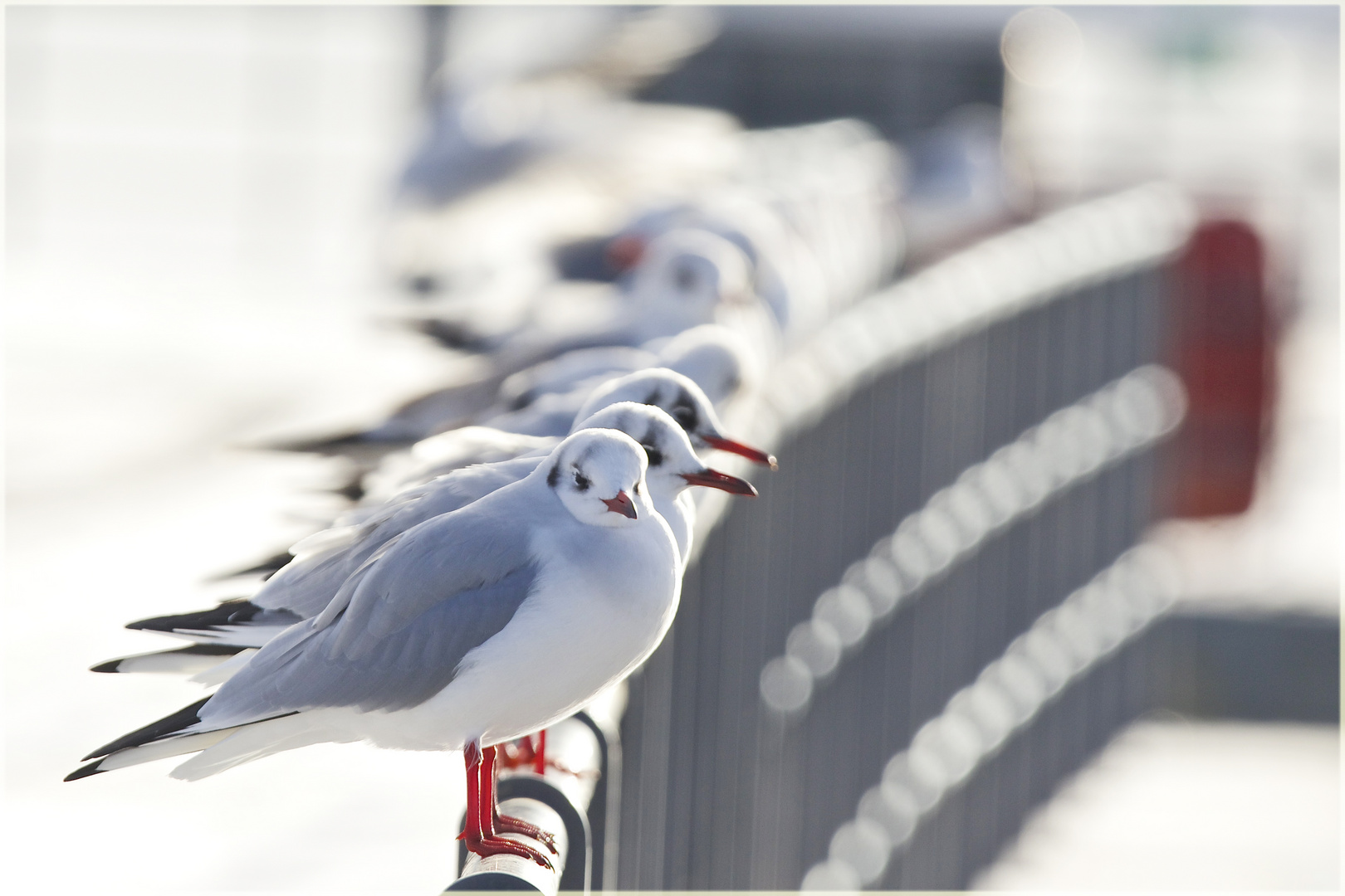 Flirt mit der Sonne