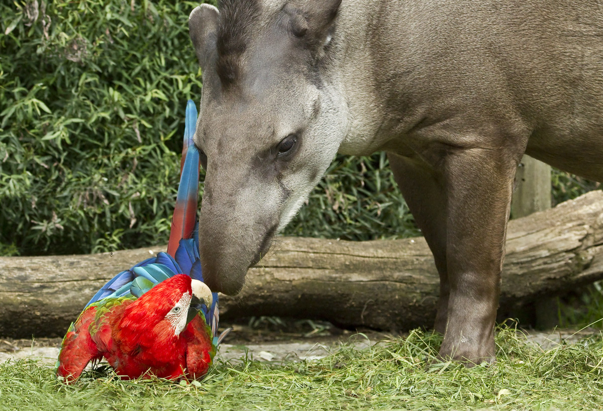 Flirt mit einem Tapir