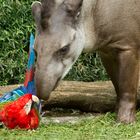 Flirt mit einem Tapir