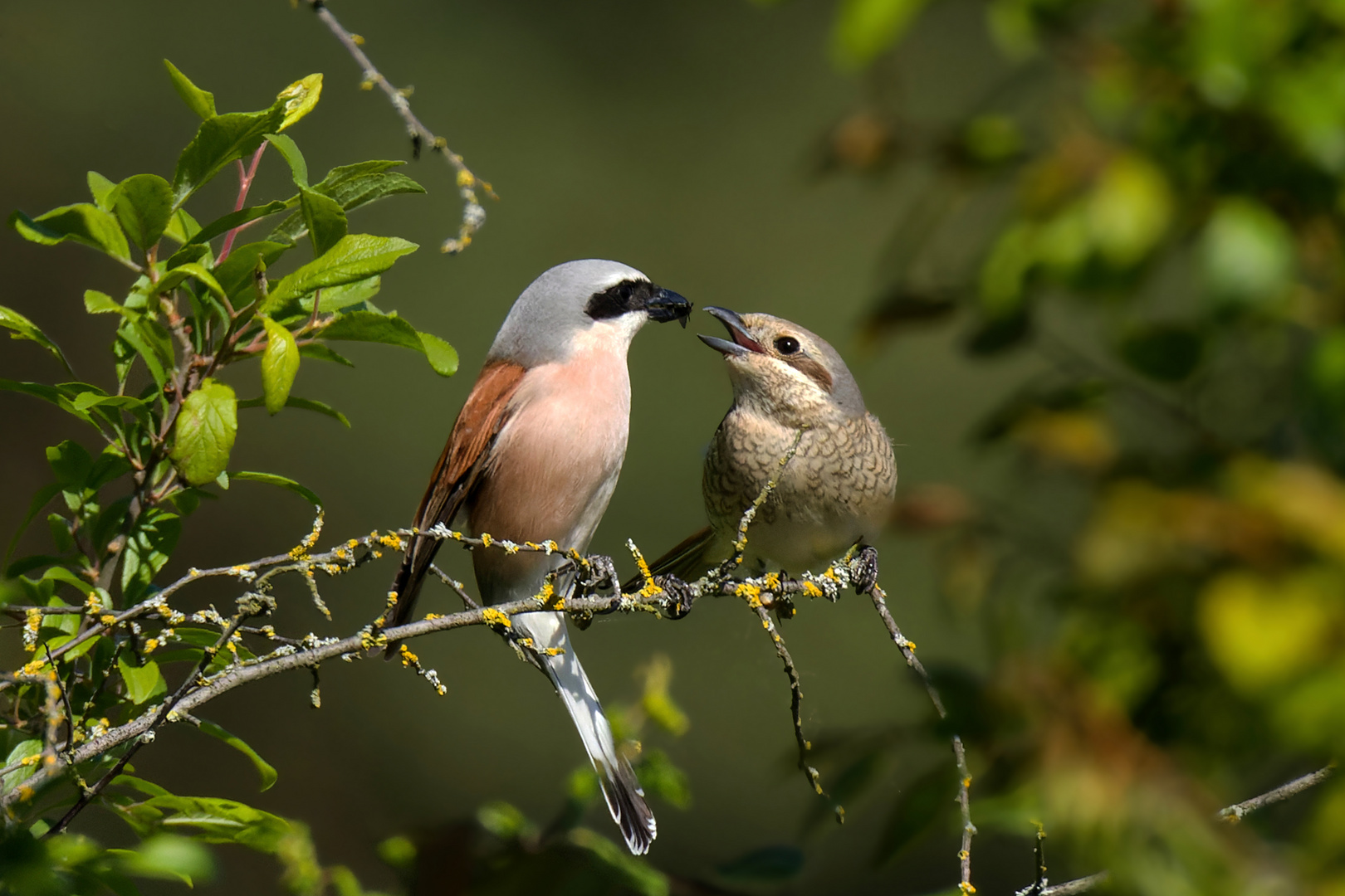 Flirtende Neuntöter (Lanius collurio) - Balzgeschenk