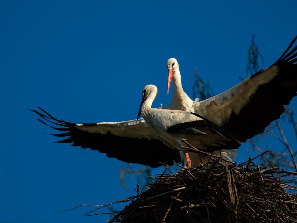 Flirtende Störche Foto & Bild monatswettbewerbe natur, foto des