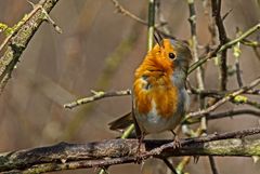 "Flirtendes Rotkehlchen"