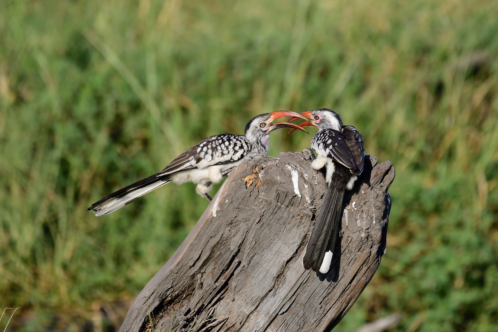 Flirting birds