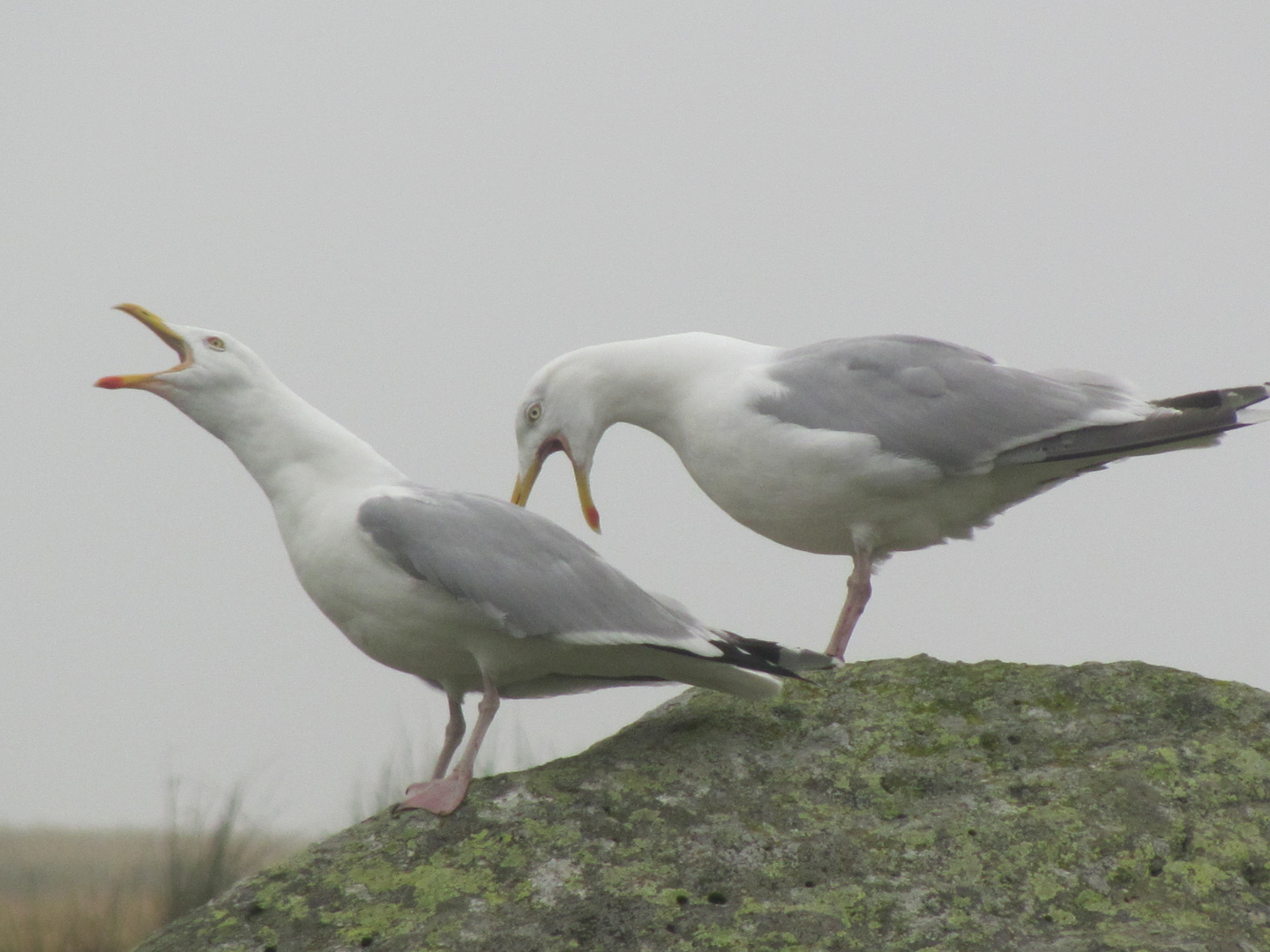 flirting birds