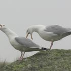 flirting birds