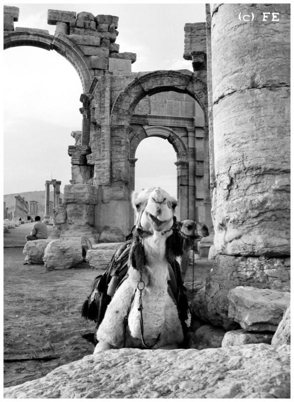 Flirting Camel named "Casanova" in Palmyra
