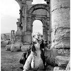 Flirting Camel named "Casanova" in Palmyra